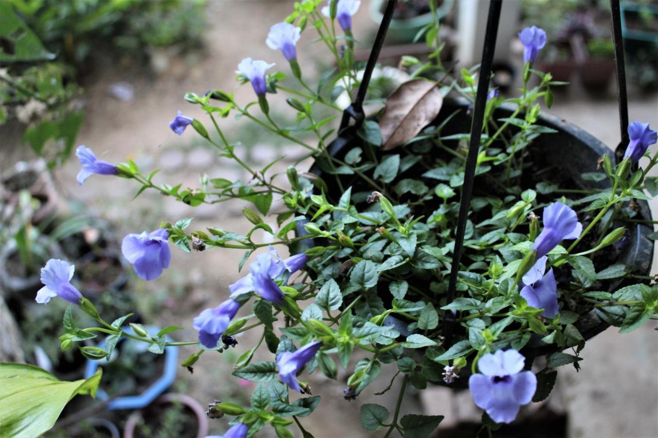 Amado Homestay Ella Buitenkant foto