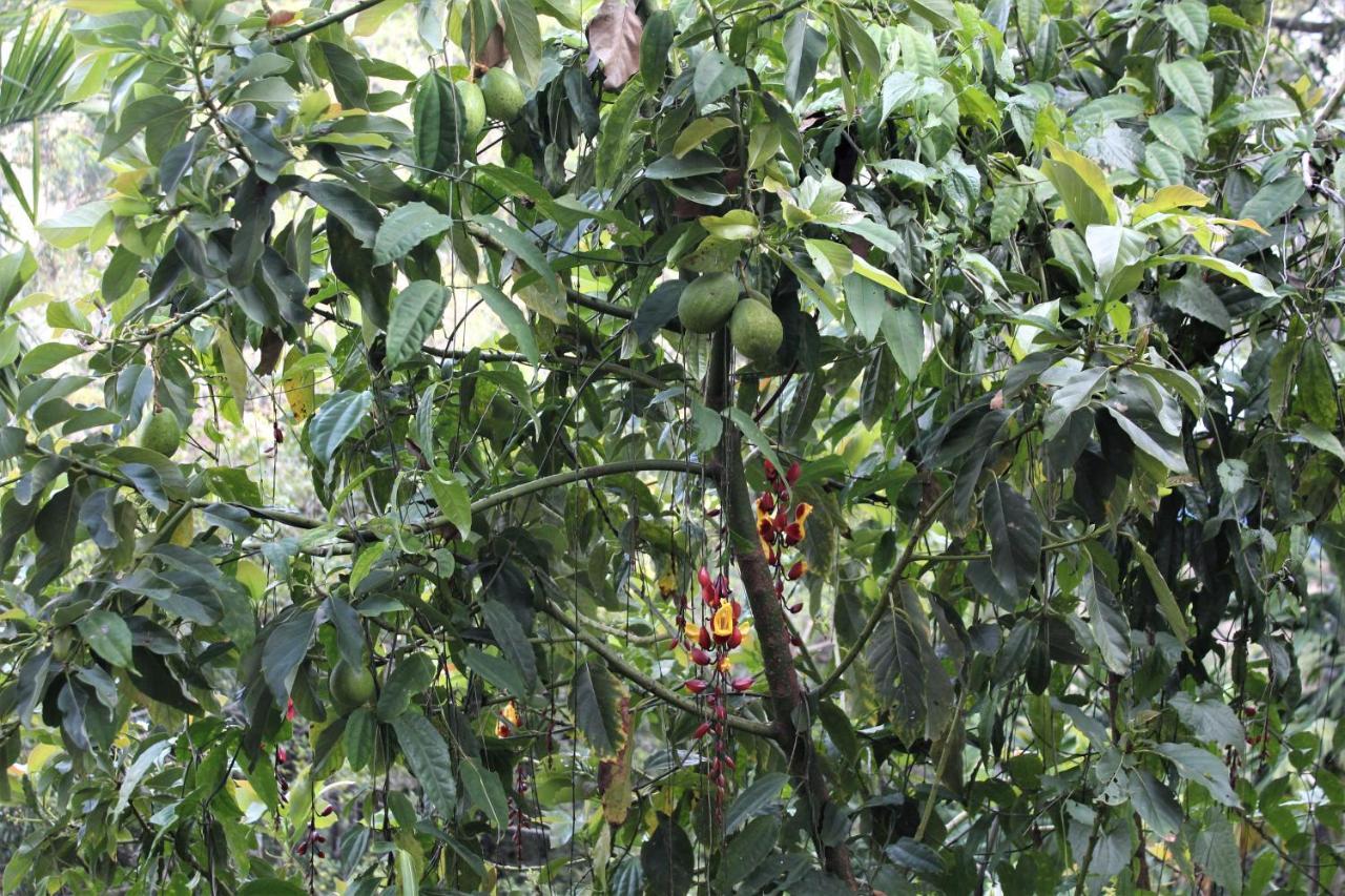 Amado Homestay Ella Buitenkant foto
